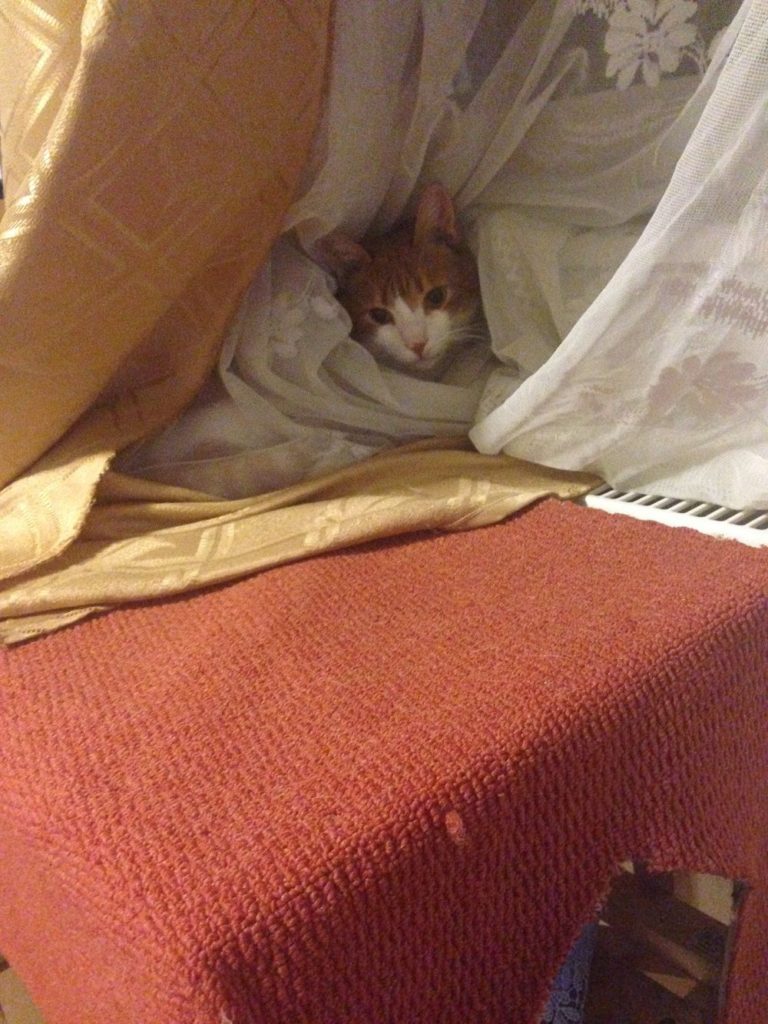 Bed for cats - do it yourself