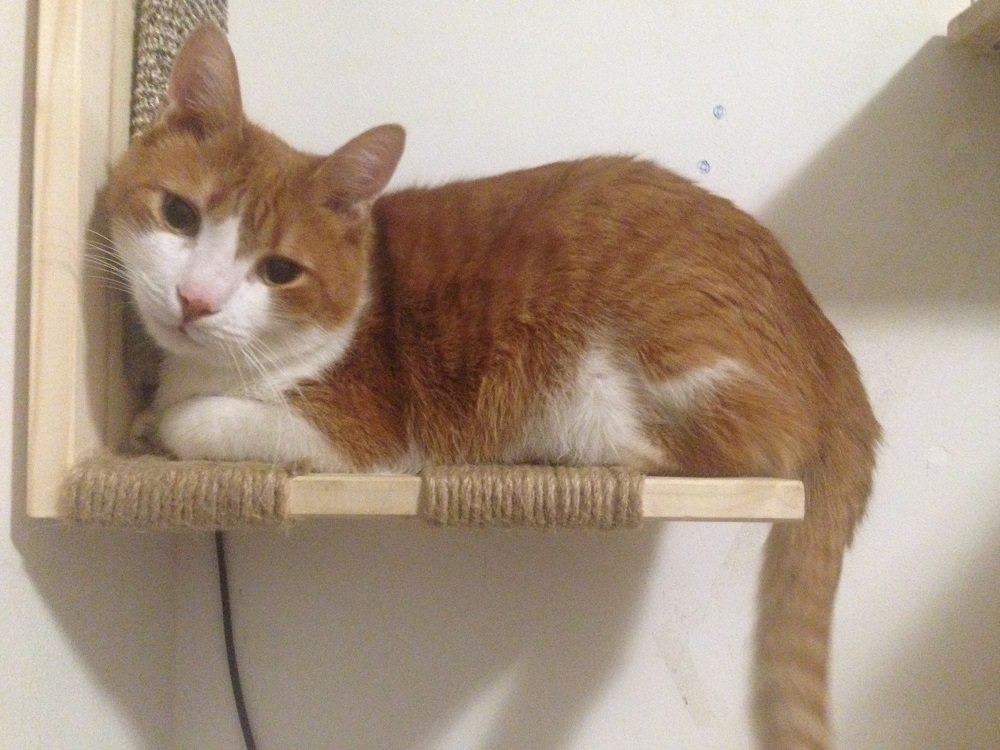 DIY - Cat Shelves
