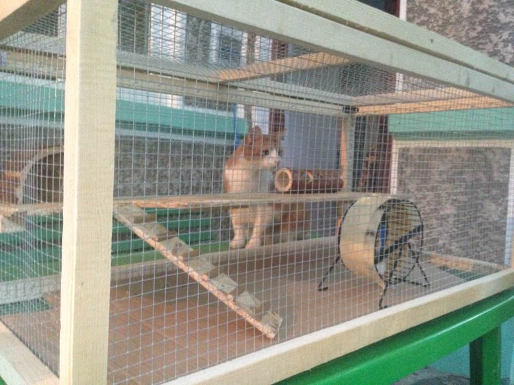 DIY - Hamster House