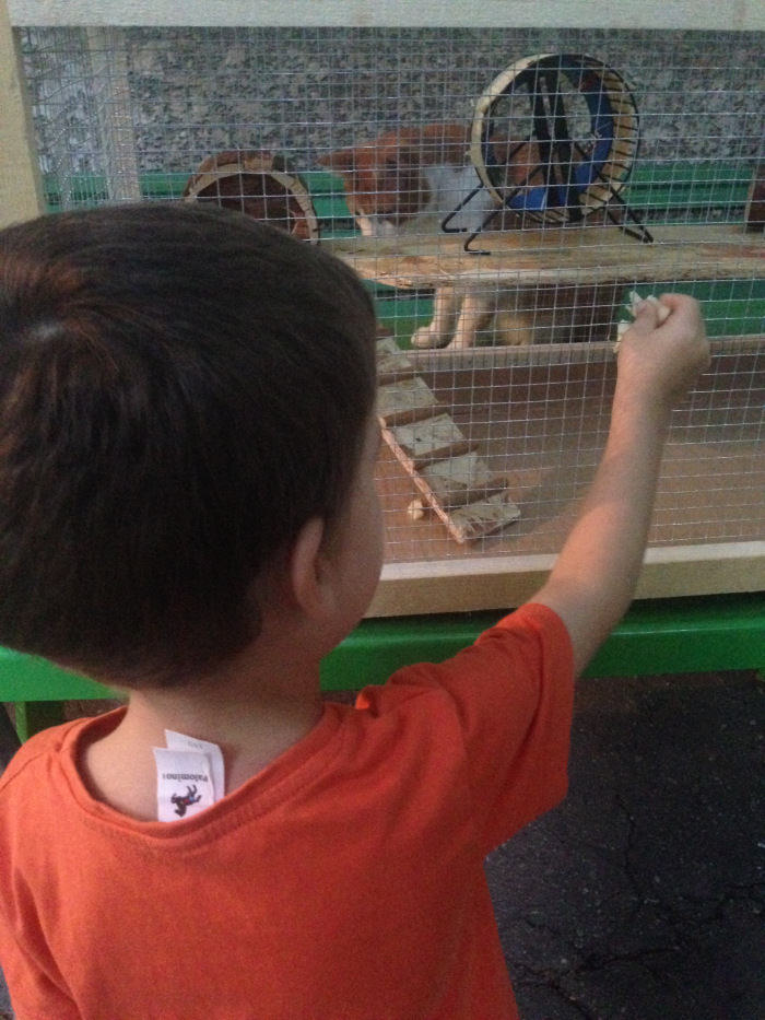 DIY - Hamster House